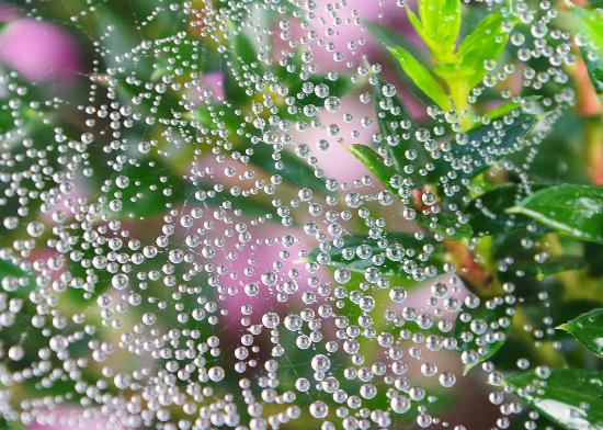 Cobwebs & Raindrops